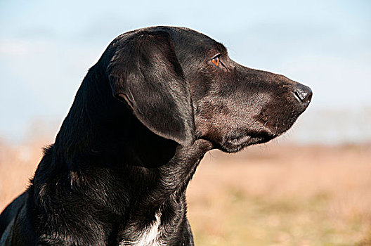 黑色,猎犬,坐