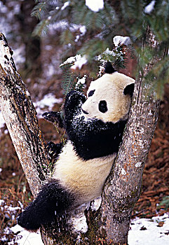 亚洲,中国,四川,大熊猫,冬天,雪,卧龙自然保护区