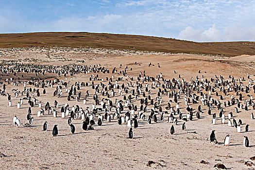 巴布亚企鹅,岛屿,福克兰群岛,南美
