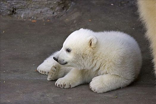 北极熊,幼兽,一个,两个,相似,新生,十二月,2007年,美泉宫,动物园,维也纳,奥地利,欧洲
