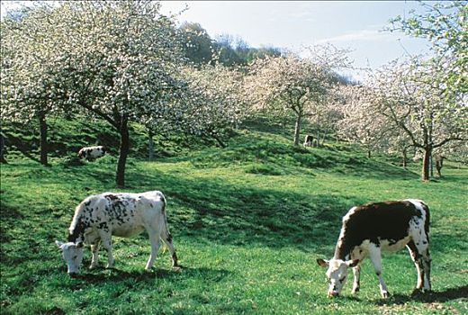 法国,诺曼底,草场,母牛