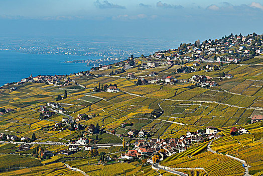 葡萄园,秋天,风景,乡村,拉沃,沃州,瑞士,欧洲