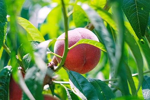 果园里成熟的桃子