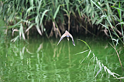 觅食的黄苇鳽