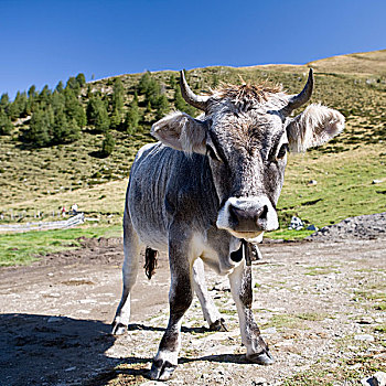 母牛,阿尔卑斯山
