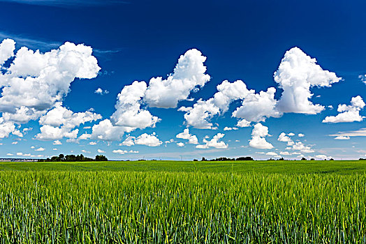绿色,麦田,云,蓝天,卡尔加里,艾伯塔省,加拿大