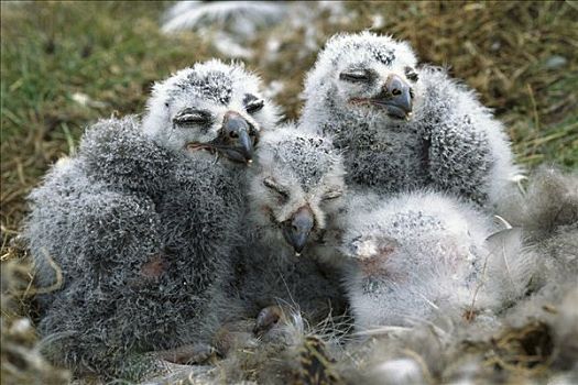 雪鹄,雪鸮,幼禽,睡觉,苔原,鸟窝,北极国家野生动物保护区,阿拉斯加