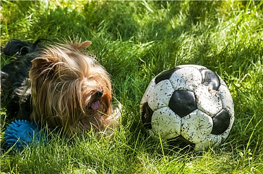 约克郡犬,足球