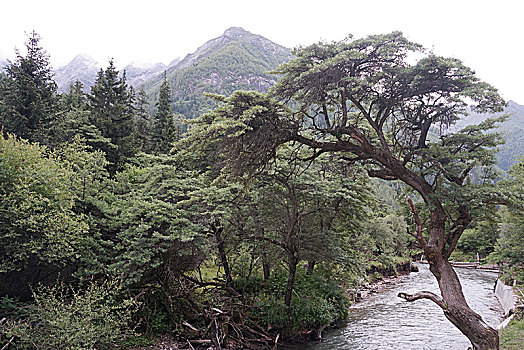 四川阿坝州四姑娘山