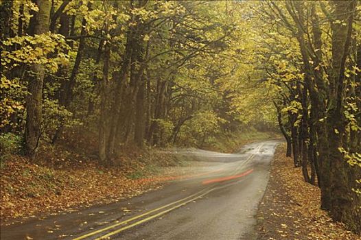 俄勒冈,哥伦比亚河峡谷国家风景区,道路,彩色,秋天,树,模糊,汽车,移动