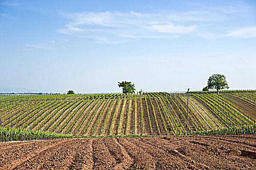 酒用葡萄种植区,德国,葡萄酒,路线,南方,莱茵兰普法尔茨州,欧洲