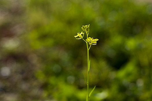 菜花