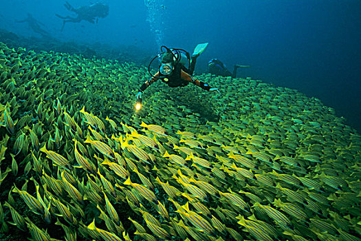 水中呼吸器,潜水,室内,鱼群,鲷鱼,马尔代夫,印度洋,亚洲