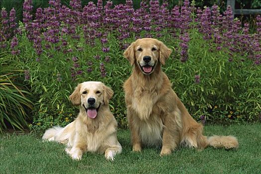 两个,金毛猎犬,狗,成年人,休息,一起,花园
