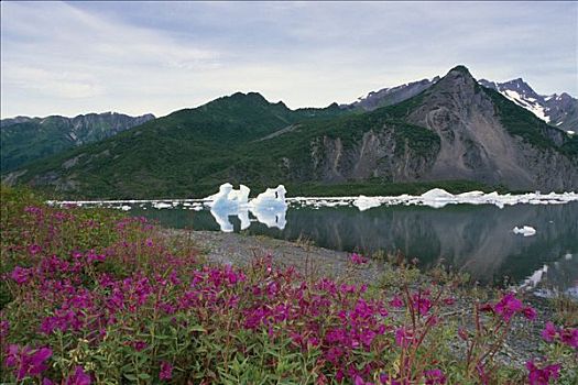 冰山,泻湖,基奈,峡湾,国家公园