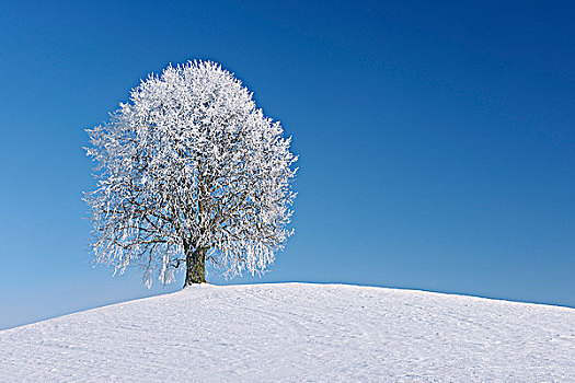 积雪,酸橙树,瑞士