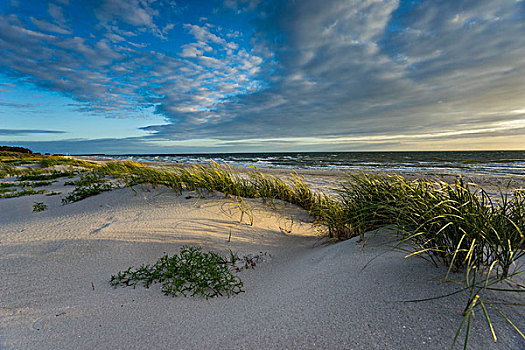 波罗的海,海滩,滨草,阳光