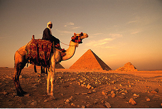 男人,骑,骆驼,金字塔,吉萨金字塔,埃及