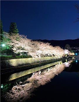 运河,樱花,树,京都