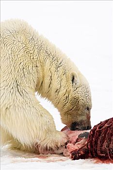北极熊,吃,海豹,畜体