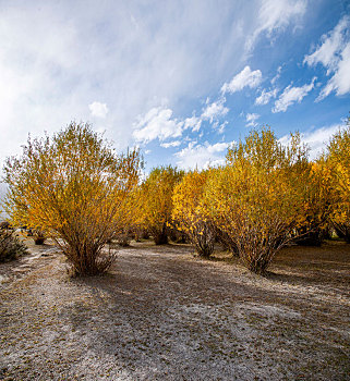 塔什库尔干塔吉克自治县阿克塔木村庄边叶子黄了的杂树林