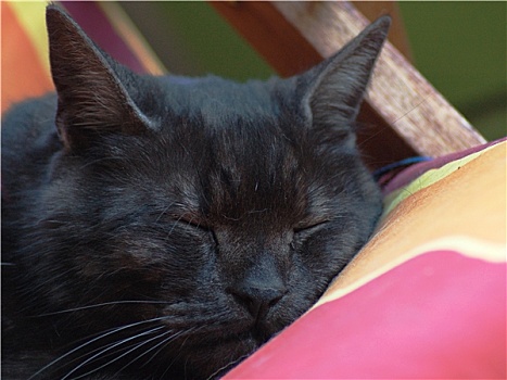 黑猫,睡觉