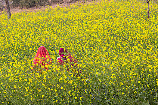 印度,拉贾斯坦邦,乡村,女人,坐,地点,芥末,花,开花,使用,只有