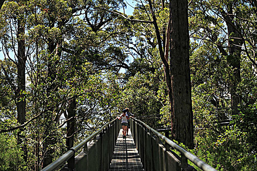 山谷,树,上面,走,沃波尔诺纳拉普国家公园,西澳大利亚州,澳大利亚