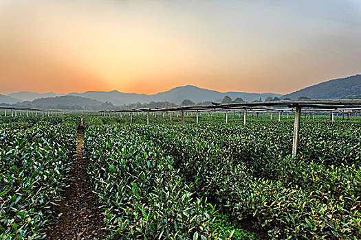 茶树,花园,乡村地区