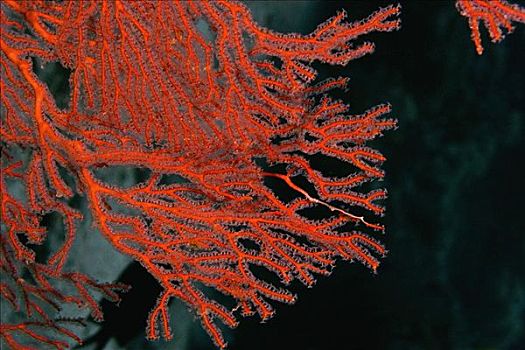 特写,珊瑚海扇,水下,米尔恩湾,巴布亚新几内亚
