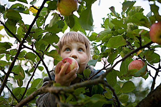 仰视,女孩,拿着,苹果,树上