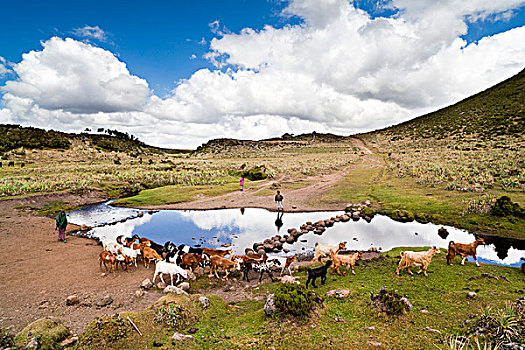 牧群,孩子,靠近,朴素,国家公园,一个,人口,罐,风景,远足,大捆,非洲,埃塞俄比亚
