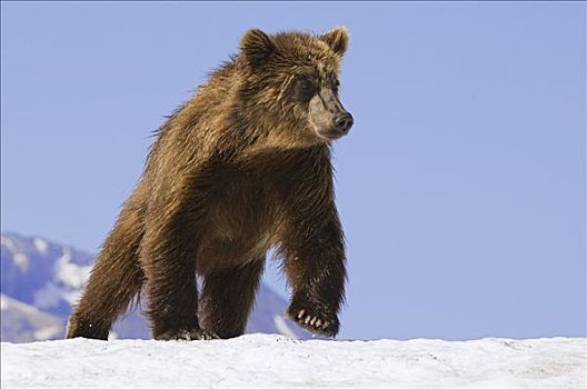 棕熊,走,上方,雪,堪察加半岛,俄罗斯