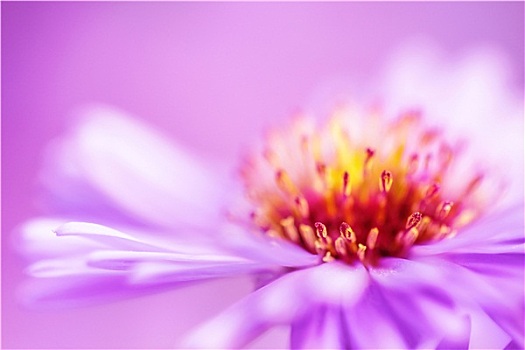 特写,紫罗兰,紫苑属,花,背景