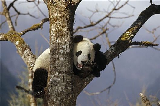 大熊猫,树上,卧龙,喜马拉雅山,中国