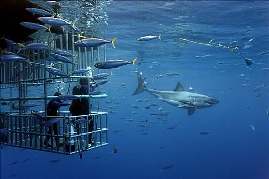 潜水者,笼子,看,大白鲨,沙鲨属,瓜德罗普岛,墨西哥,太平洋,北美