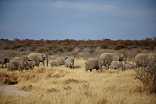 牧群,成年,幼小,大象,走,干燥,朴素,纳米比亚,非洲