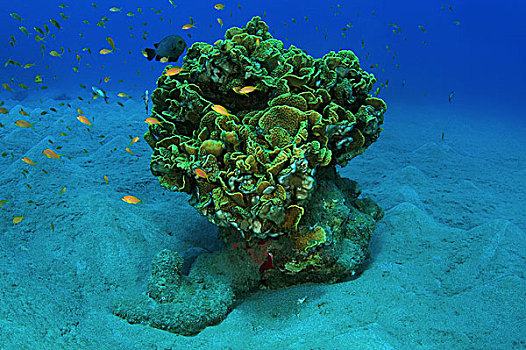 一个,珊瑚,沙,仰视,红海,阿布达巴卜,埃及,非洲
