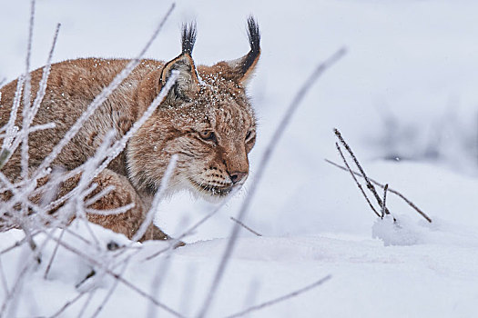 欧亚猞猁属,雪地