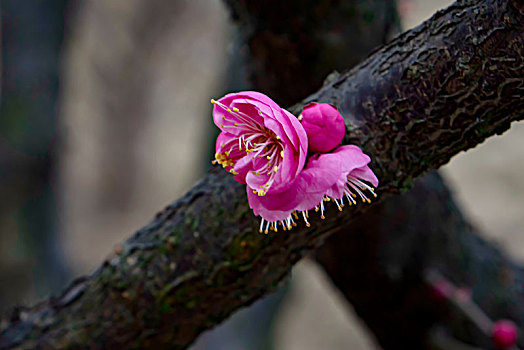 梅花怒放,春梅绽放