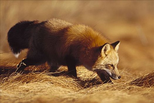 红狐,狐属,走,上方,干燥,草,科罗拉多