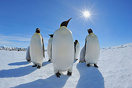 帝企鹅,太阳,雪丘岛,南极半岛,南极