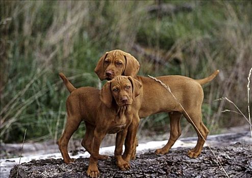 两个,维希拉猎犬,小狗,站立,厚木板