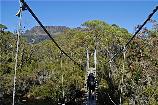 索桥,穿过,水仙,河,奥弗兰,摇篮山,国家公园,塔斯马尼亚,澳大利亚