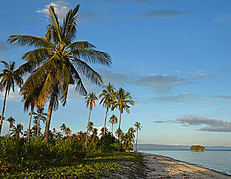 椰树,椰,树,岛屿,菲律宾