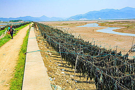 象山,黄避岙乡,海带,养殖,收获,大海