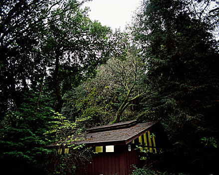 小,木质,房子,迷失,树林,迟,下午,旧金山,美国,十一月,2008年