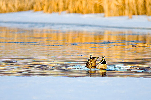 一对,野鸭,水塘,靠近,蒙大拿