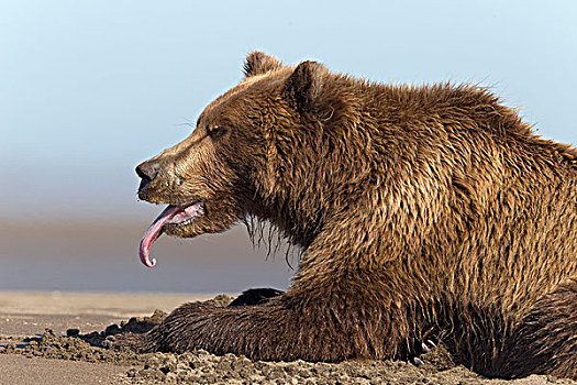 大灰熊,棕熊,伸舌头,克拉克湖,国家公园,阿拉斯加