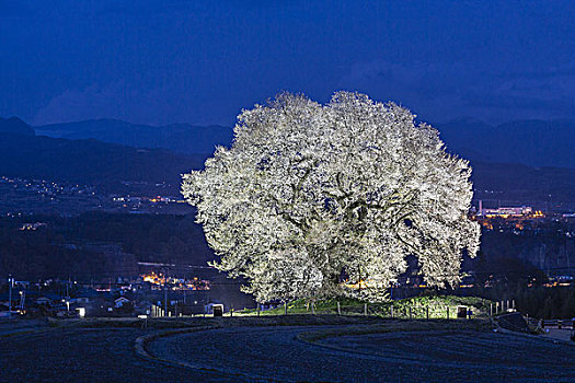 岁月,老,樱花,山梨县,日本